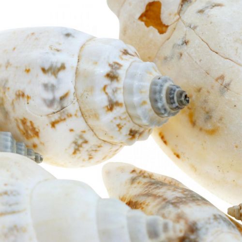 Grandi conchiglie stelle marine Ornamenti decorativi artigianali fai-da-te  Conchiglia di avvolgimento naturale Lumache a spirale lunghe Pecimen  oceanico raro Festa di nozze Festa Casa Grandi regali ( : : Casa e  cucina