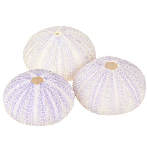 Floristik24 Custodia per conchiglia di riccio di mare bianco-viola Ø4-6cm 12 pz