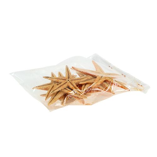 Floristik24 Stelle marine essiccate 8 cm - 10 cm 10 pz