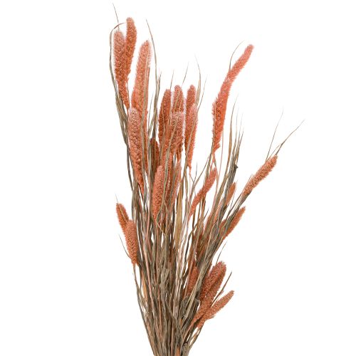 Setaria setola miglio decorazione secca salmone 69cm 70-75g x 2pz