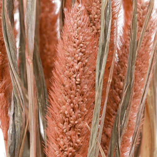 Prodotto Setaria setola miglio decorazione secca salmone 69cm 70-75g x 2pz