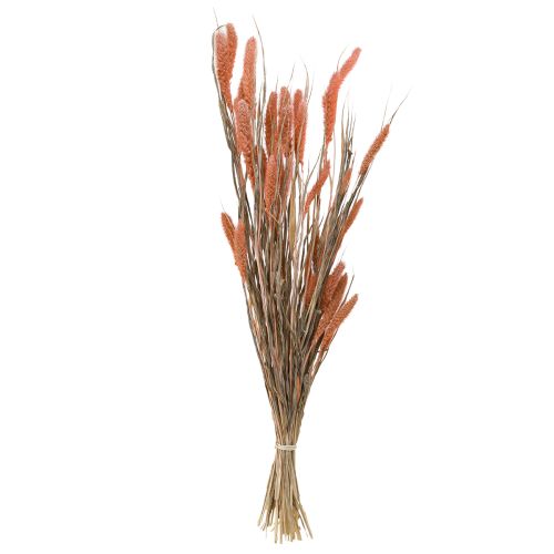 Prodotto Setaria setola miglio decorazione secca salmone 69cm 70-75g x 2pz