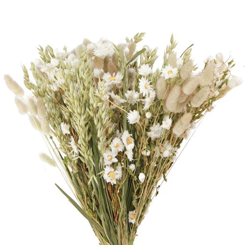 Bouquet di fiori secchi fiori di paglia bianca avena Lagurus 55cm