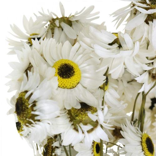 Prodotto Acroclinium White, piante secche, fiori di paglia, floristica secca L20–40 cm 25 g