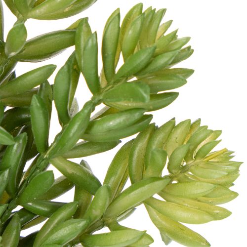 Prodotto Piante grasse artificiali Decorazione verde per spazi abitativi e uffici 15 cm, 6 pezzi
