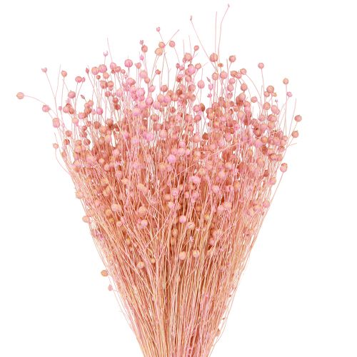 Floristik24 Erba secca Lino essiccato Rosa chiaro H50–55 cm 80 g