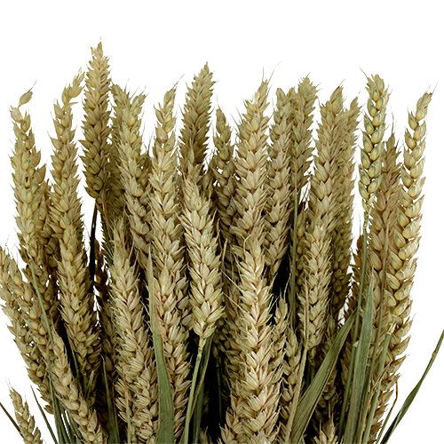 Prodotto Mazzo di grano grano deco naturale 1 mazzetto 150g