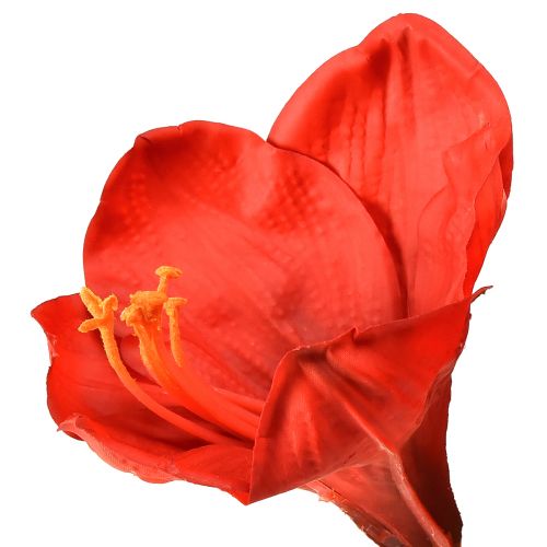 Prodotto Amaryllis artificiale in rosso brillante - fiori eleganti per la lussuosa decorazione della stanza, 66 cm