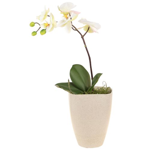 Floristik24 Vaso per orchidee vaso da fiori in plastica beige screziato 13,5x13 cm H16,5 cm 4 pezzi