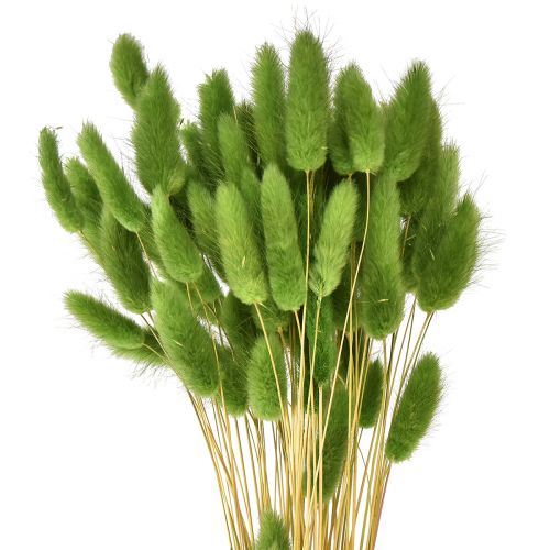 Erba coda di coniglio Erba ornamentale Lagurus verde oliva L65cm 50g