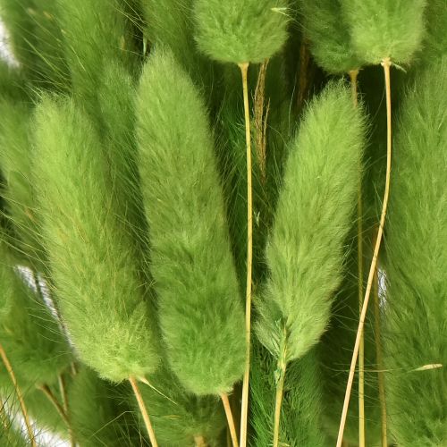 Prodotto Erba coda di coniglio Erba ornamentale Lagurus verde oliva L65cm 50g