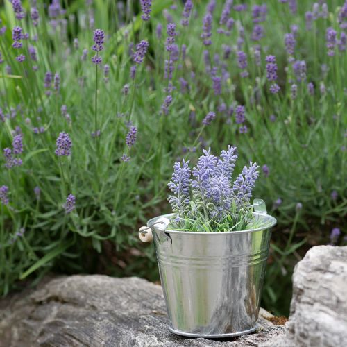 Prodotto Mini lavanda in vaso pianta artificiale decorazione lavanda H16cm