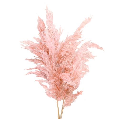 Floristik24 Erba di pampa essiccata rosa floristica secca 65-75 cm 6 pezzi in un mazzo