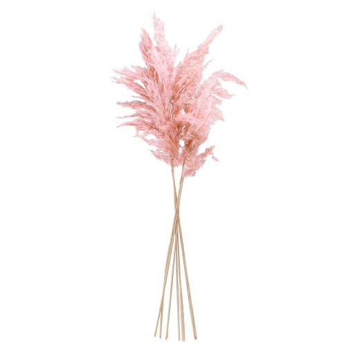 Prodotto Erba di pampa essiccata rosa floristica secca 65-75 cm 6 pezzi in un mazzo