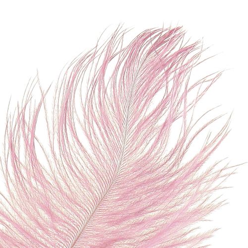 Prodotto Piume di struzzo Decorazione in vere piume Rosa 20-25 cm 12 pz
