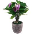 Floristik24 Fiori artificiali piante artificiali di anthurium artificiale in vaso 41 cm