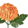 Floristik24 Crisantemo arancione Ø7cm L18cm 1pz