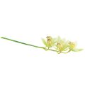 Floristik24 Orchidea Cymbidium artificiale 5 fiori verdi 65 cm