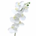 Floristik24 Orchidea artificiale fiore artificiale bianco Ø6,5-8 cm 77 cm