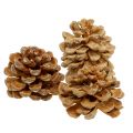 Floristik24 Pigne Pinus Pinea pigne crema mista 5-18 cm 25pz