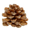 Floristik24 Pigne Pinus Pinea pigne crema mista 5-18 cm 25pz