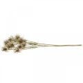 Floristik24 Xanthium fiore artificiale decorazione autunnale 6 fiori crema, marrone 80 cm 3 pezzi