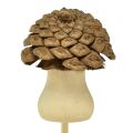 Floristik24 Spina decorativa a forma di fungo cono con tappo floreale Avvento 4,5 cm 12 pezzi