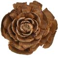 Floristik24 Coni di cedro tagliati come una rosa di cedro rosa 4-6 cm naturali 50 pezzi.